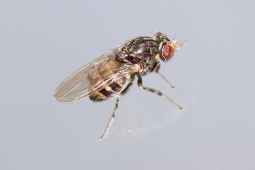 Réf. 249 228 : Phortica variegata